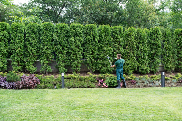 Best Tree Risk Assessment  in Cascade, ID