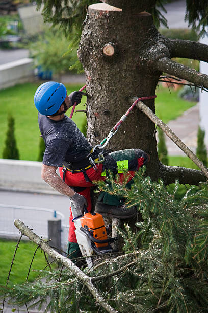 Cascade, ID Tree Removal Company