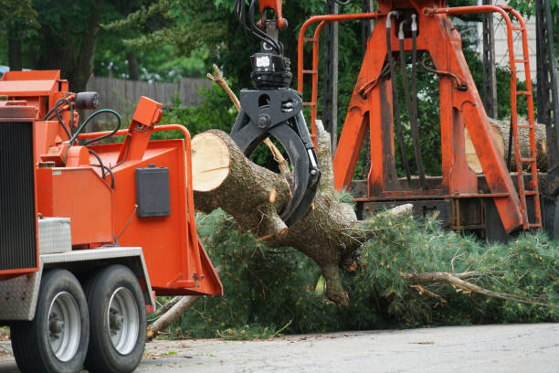 Best Tree Maintenance Programs  in Cascade, ID